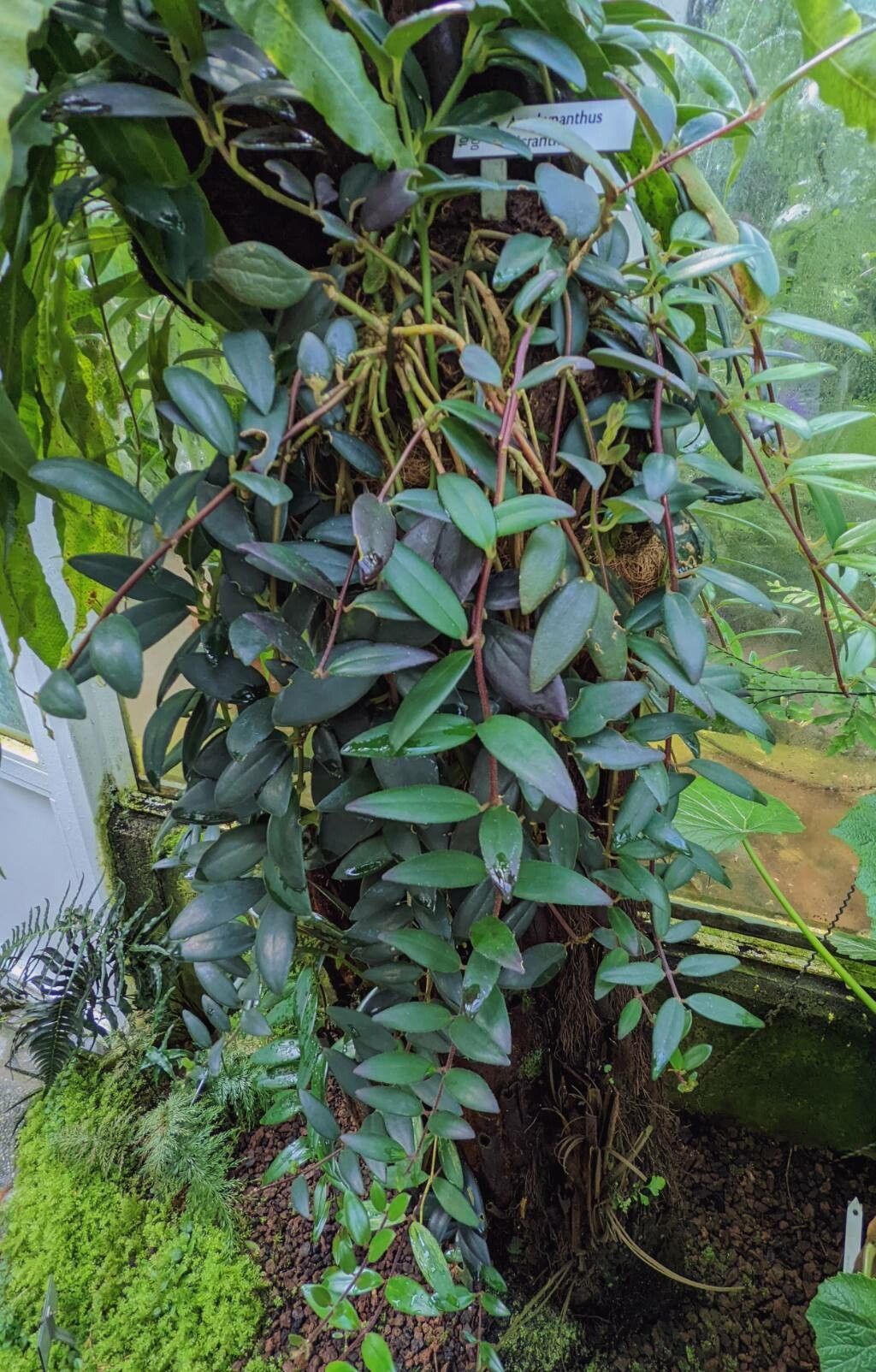 Aeschynanthus micranthus habit
