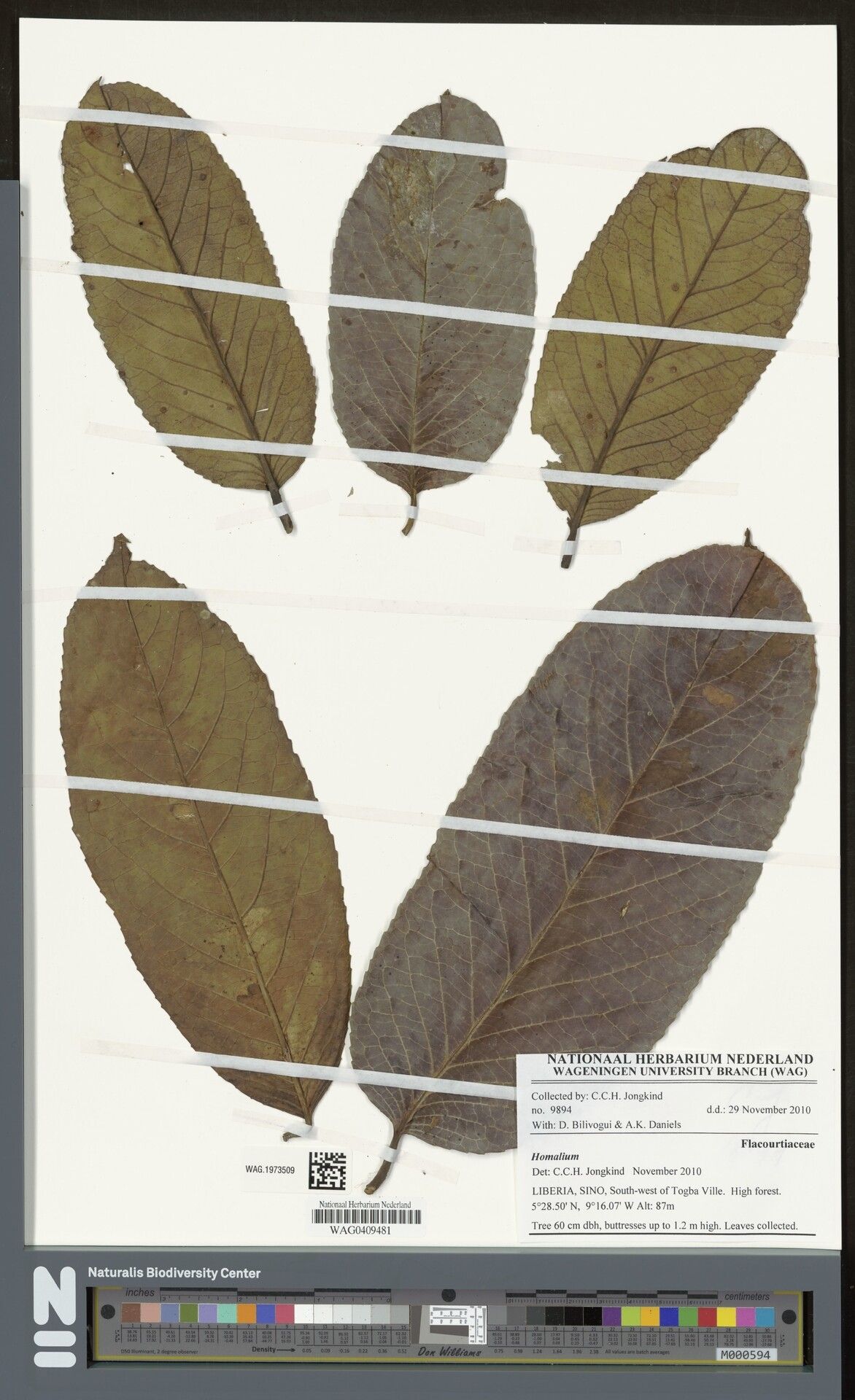 Homalium lastoursvillense — houseplant care guide