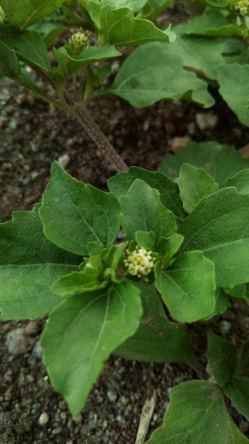 Acanthospermum australe flower