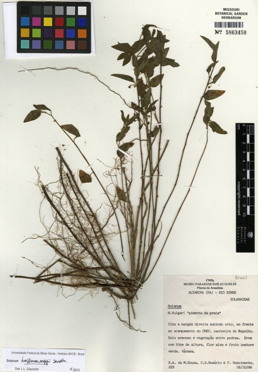 Solanum hoffmanseggii — houseplant care guide