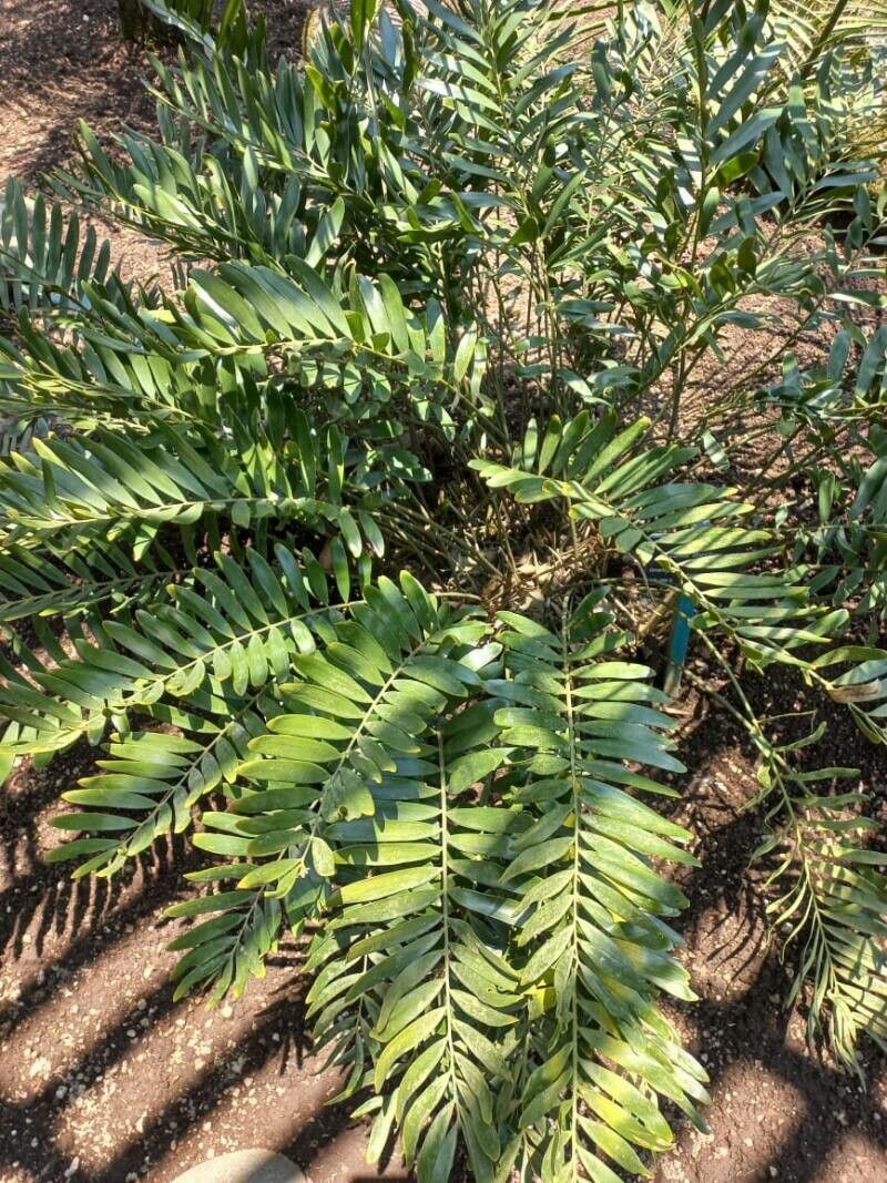 Zamia floridana habit