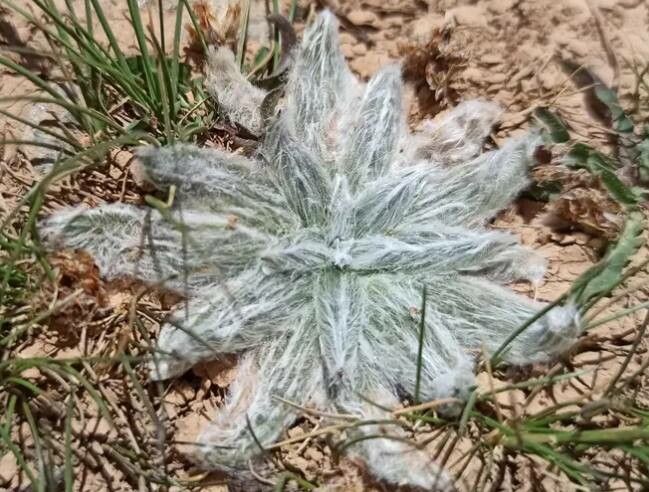 Plantago nivalis leaf