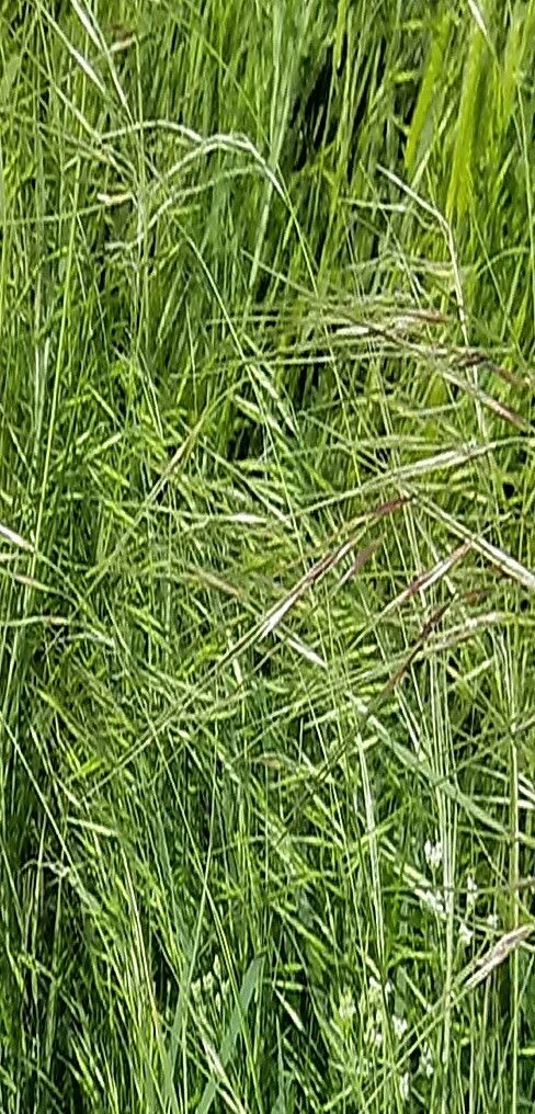 Nassella leucotricha — houseplant care guide