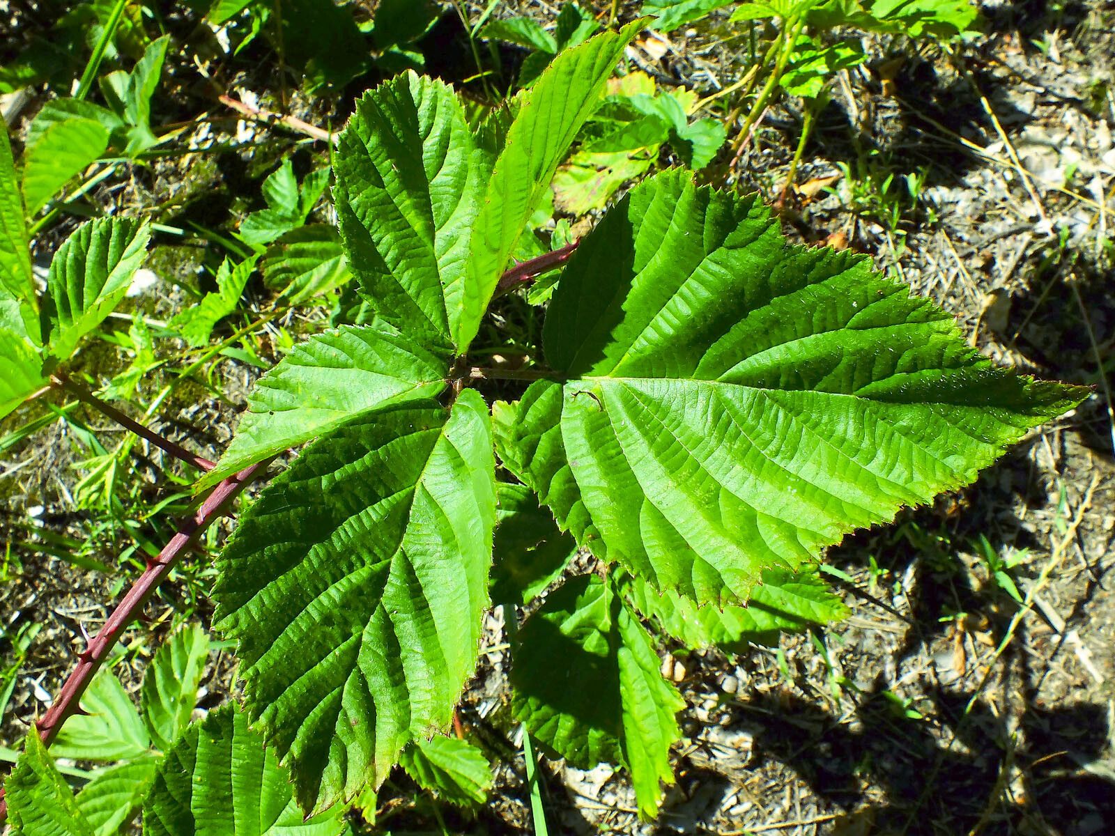 Rubus scissus — search result for 'Rubus'