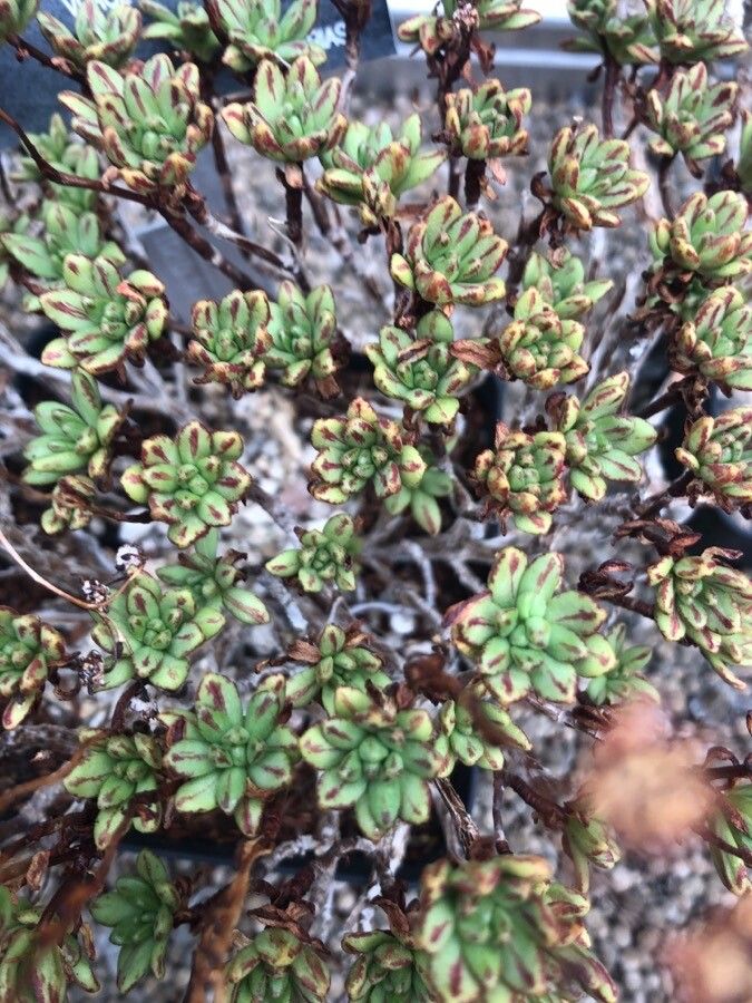 Aeonium sedifolium — search result for 'Canary Islands'