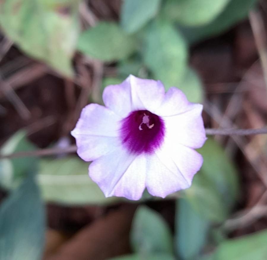 Ipomoea triloba flower