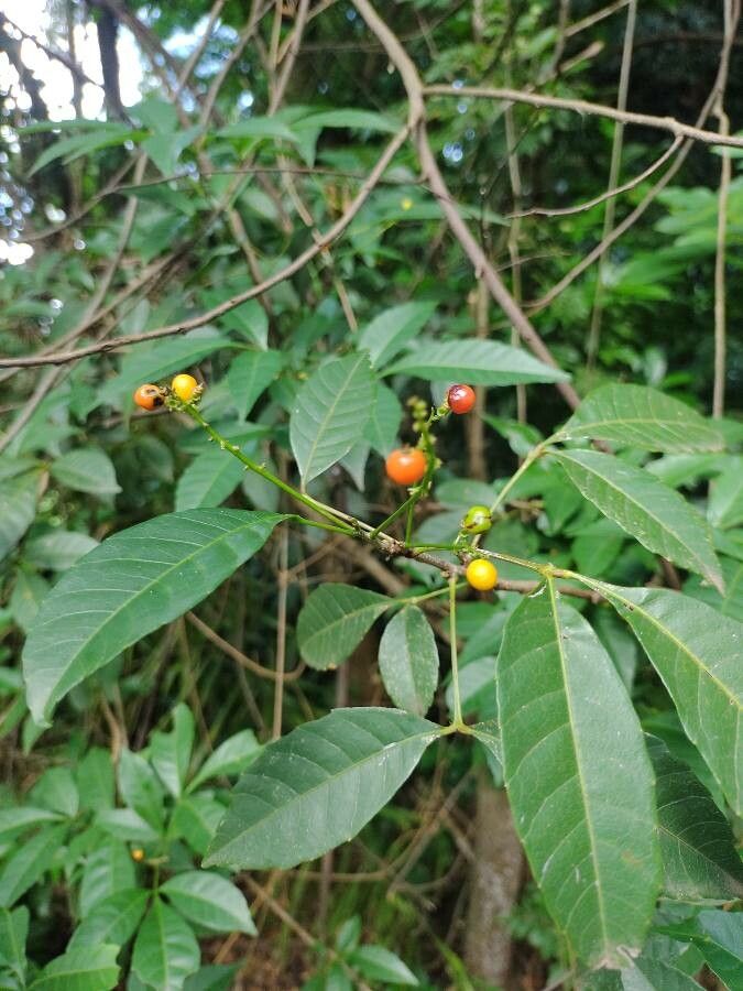 Allophylus edulis fruit