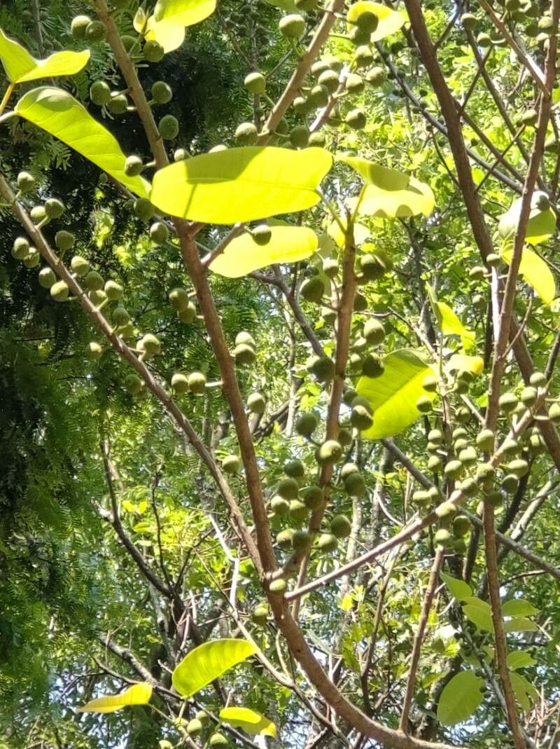 Ficus citrifolia fruit