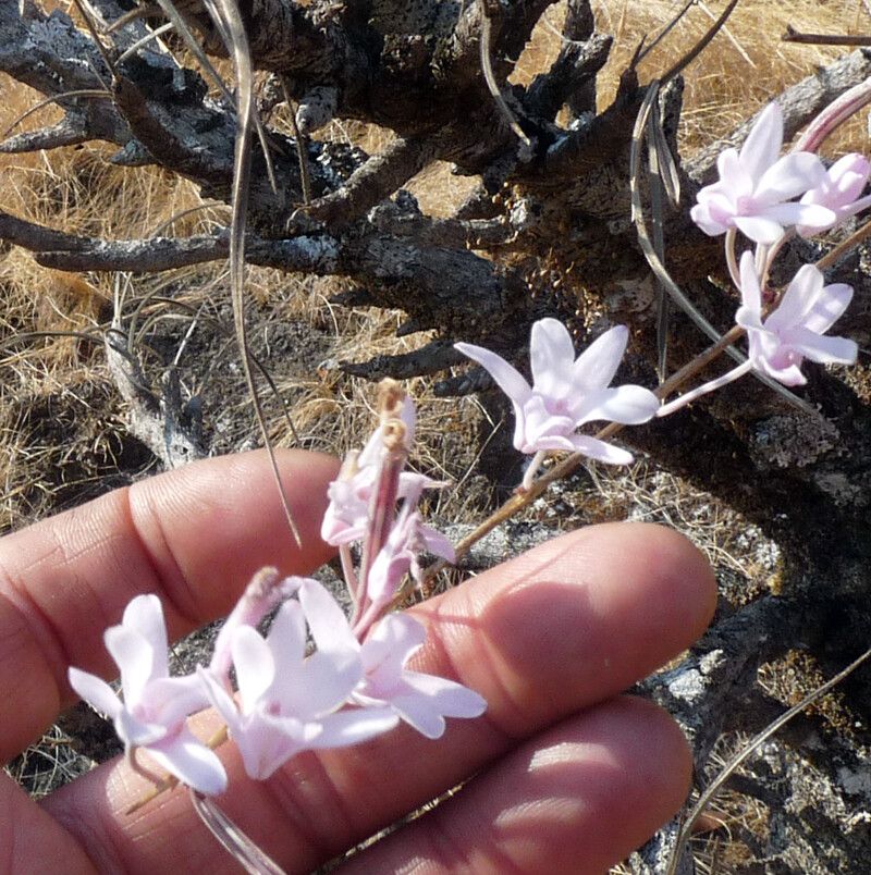 Polystachya dendrobiiflora — houseplant care guide