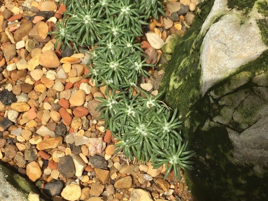 Burkartia lanigera — houseplant care guide