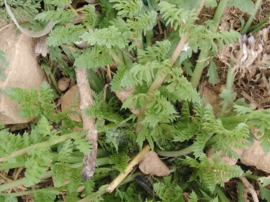 Hypecoum imberbe leaf