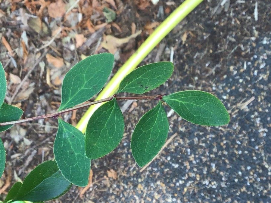Berberis canadensis — search result for 'Berberidaceae'