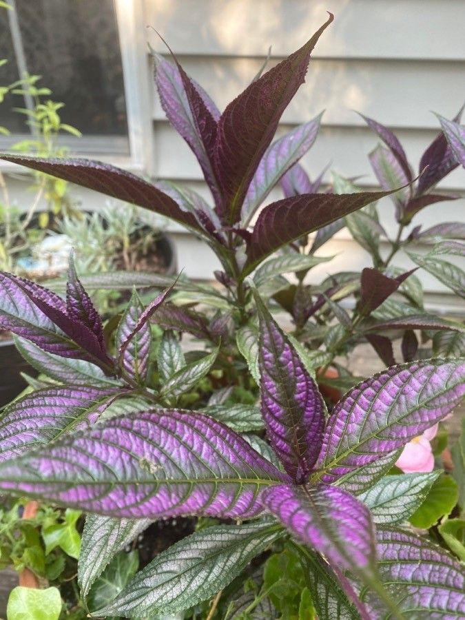 Strobilanthes auriculatus — search result for 'Coleus'