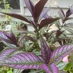 Strobilanthes auriculatus