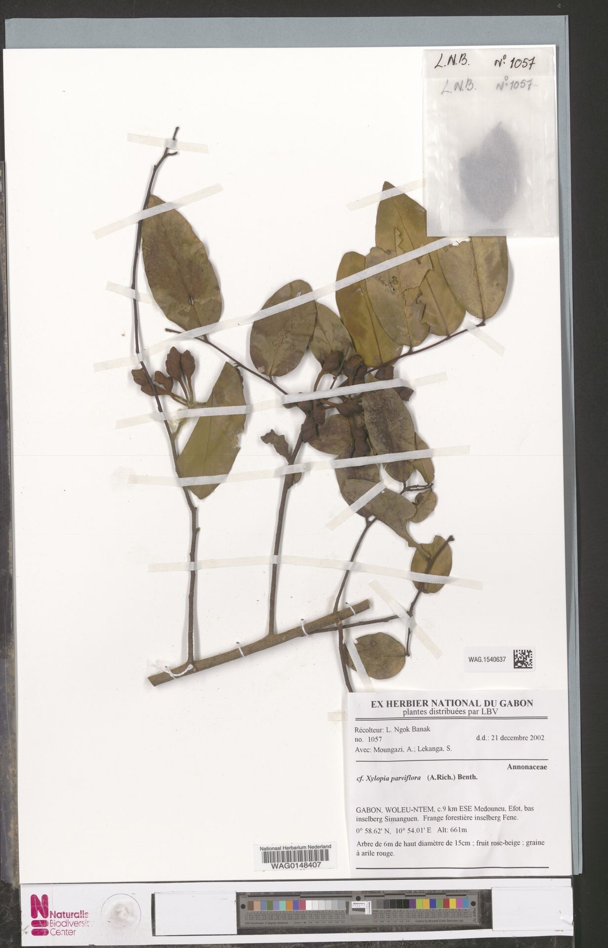 Xylopia gilbertii — houseplant care guide