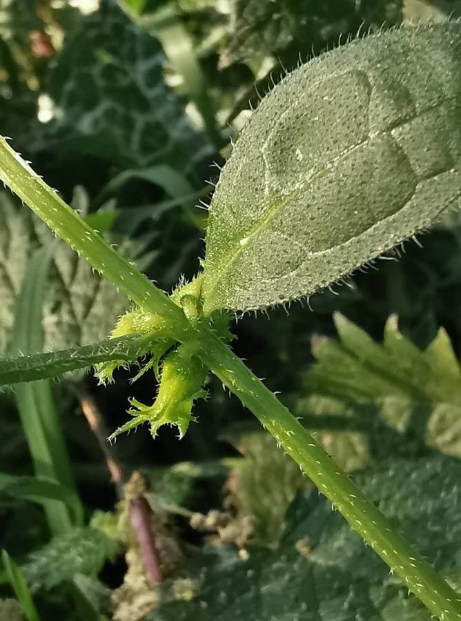 Asperugo procumbens leaf