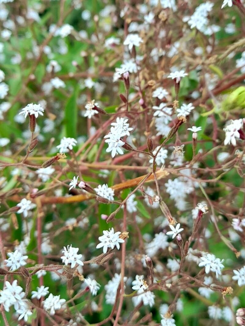 Stevia yaconensis flower