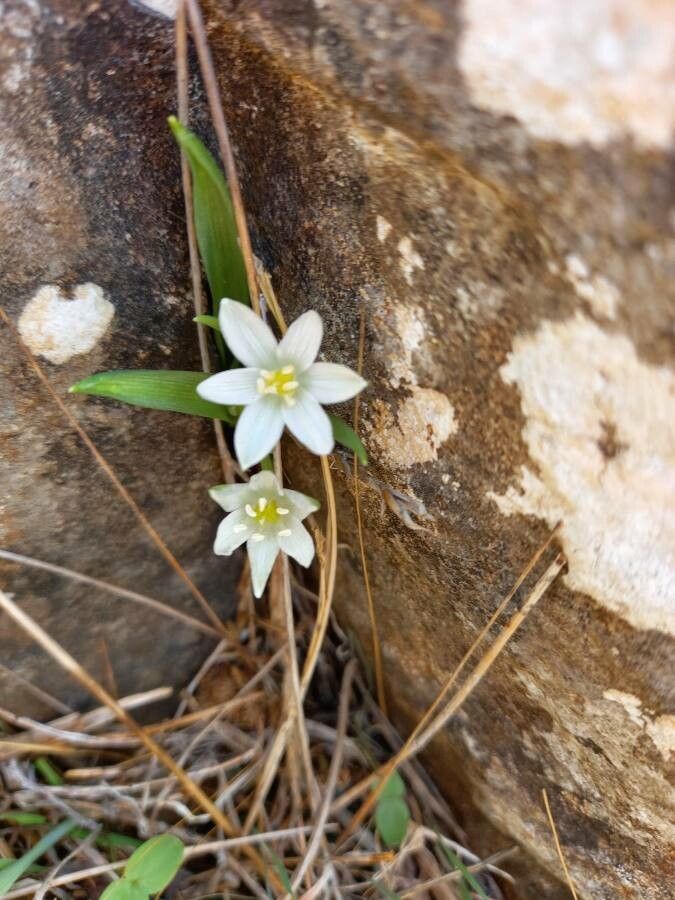 Ornithogalum montanum flower