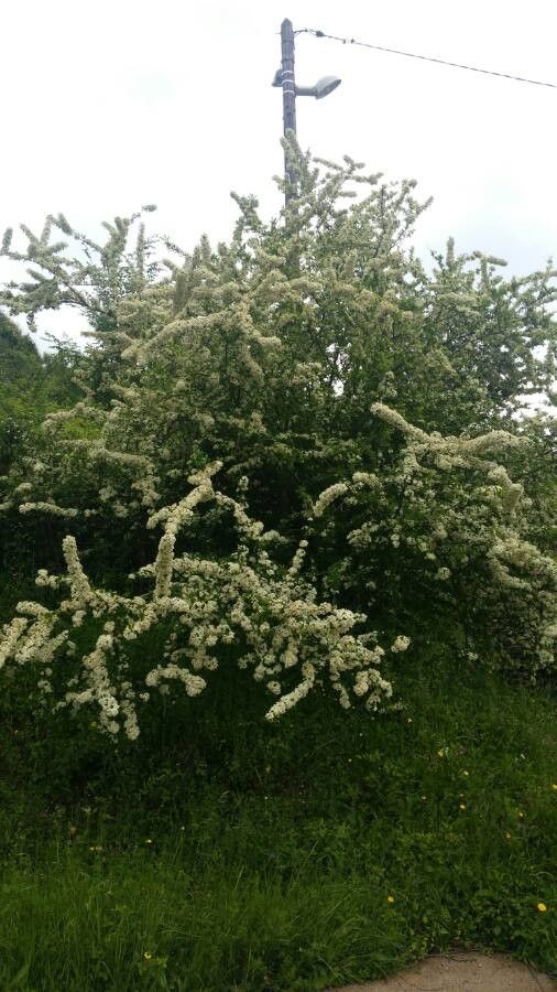 Pyracantha angustifolia flower
