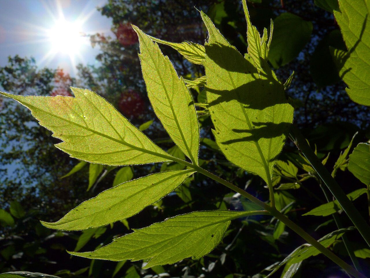 Fraxinus velutina — search result for 'Oleaceae'