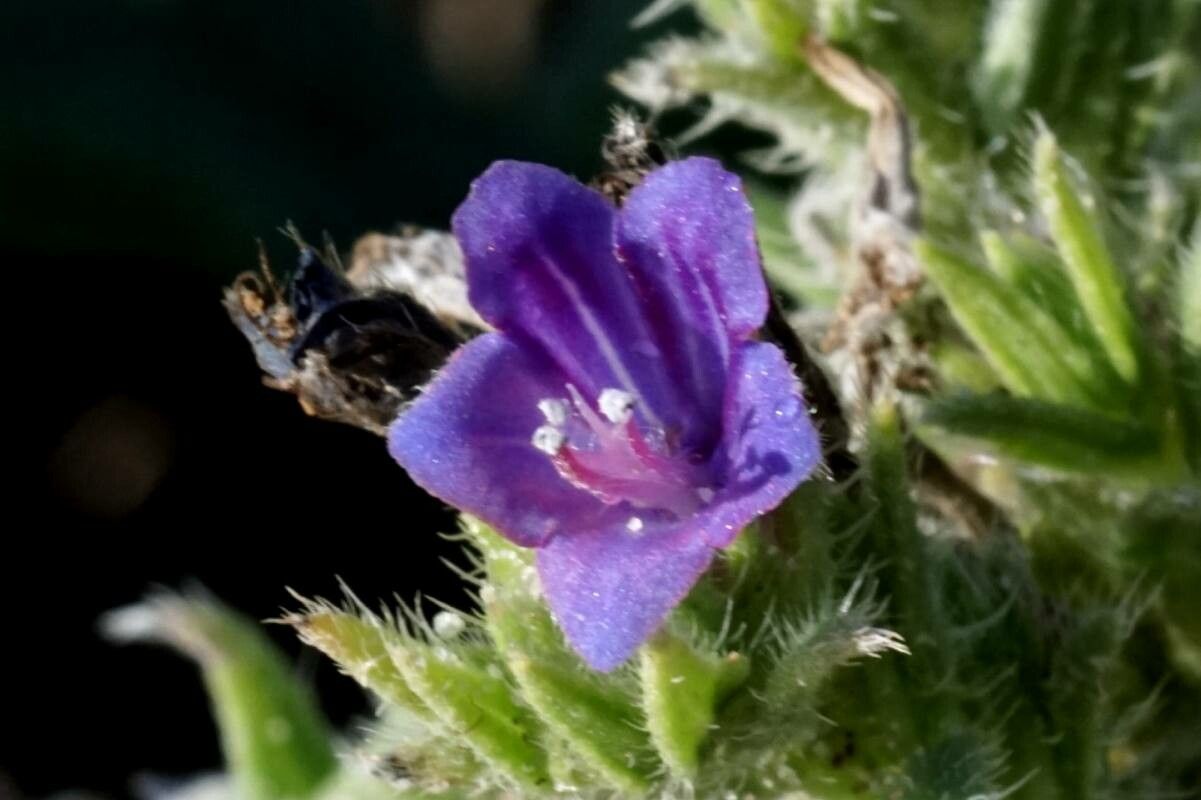 Echium gaditanum flower