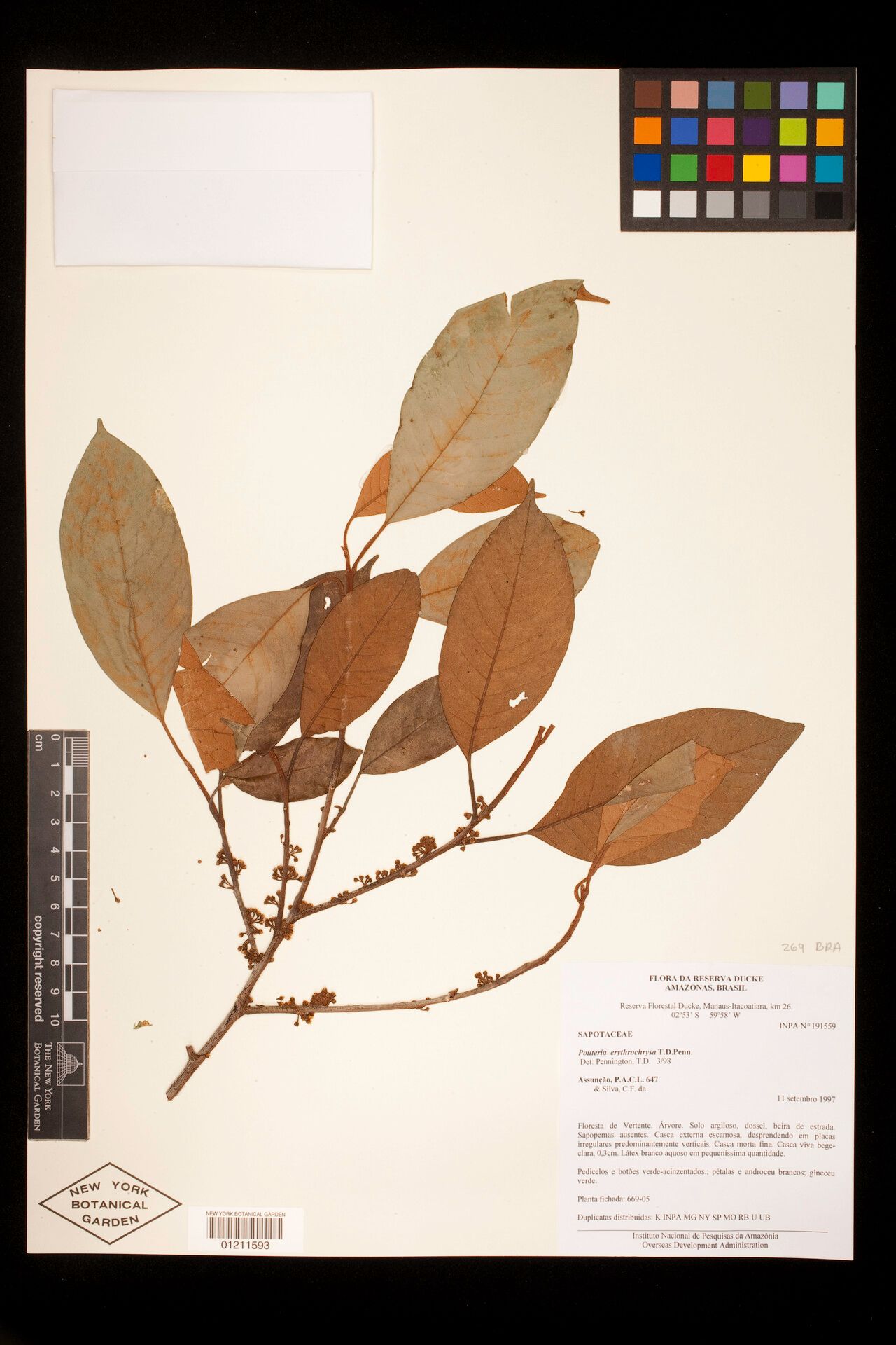 Pouteria erythrochrysa — houseplant care guide