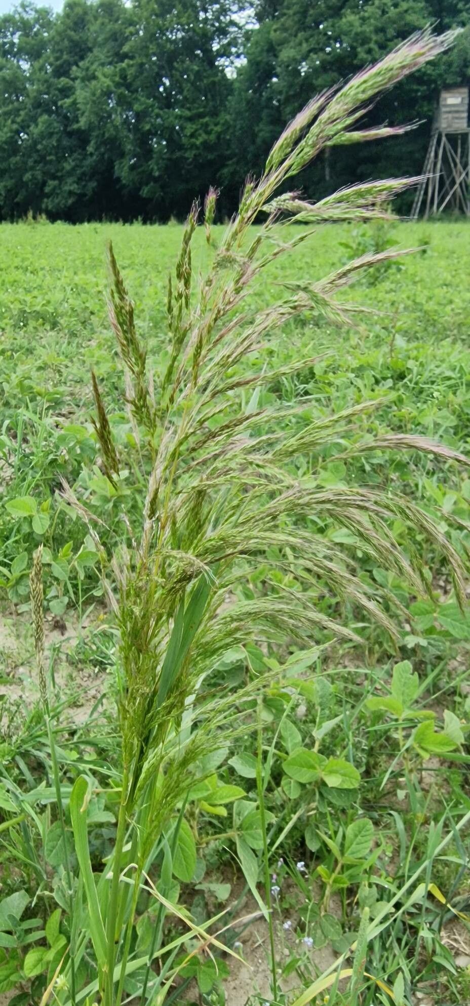 Apera spica-venti — search result for 'Denmark'