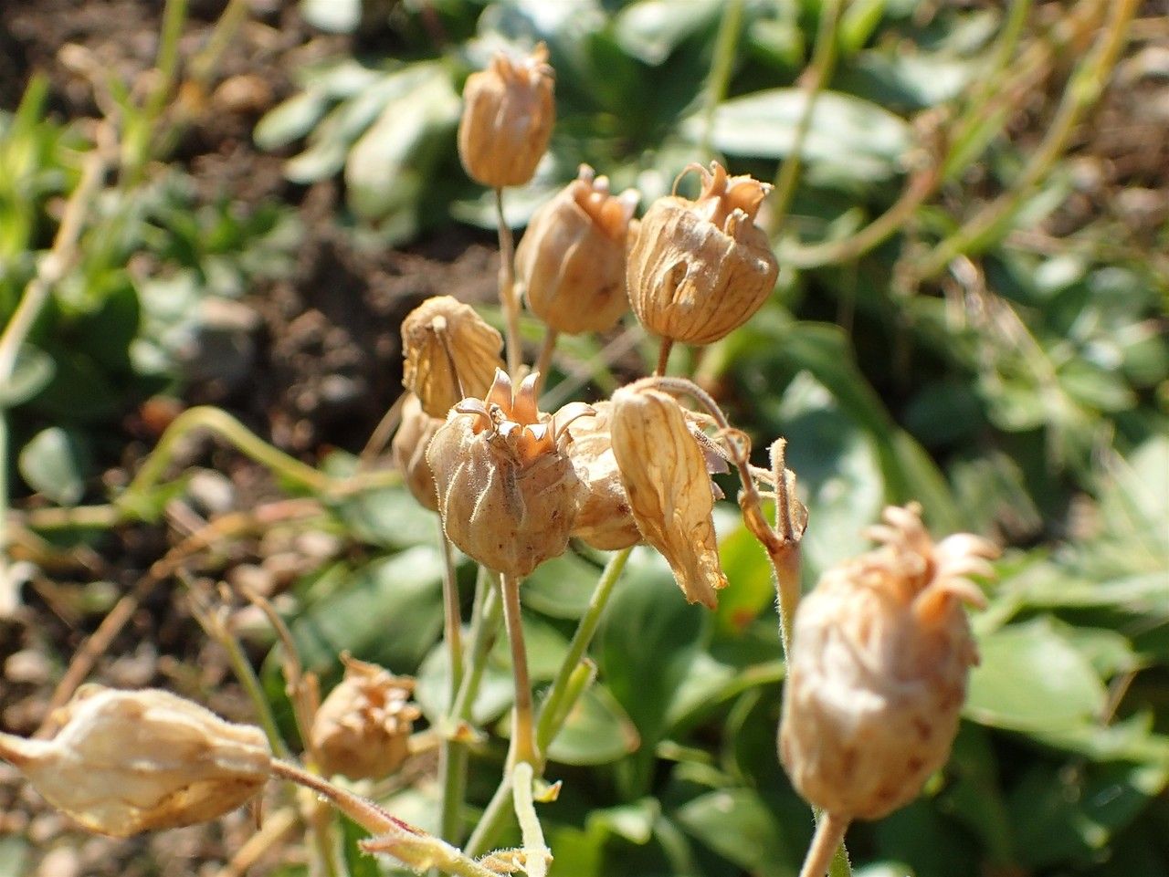 Silene zawadzkii fruit