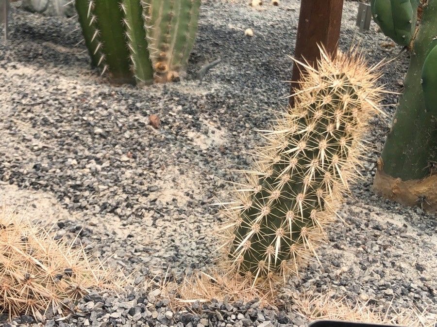 Stenocereus eruca — search result for 'Eruca'