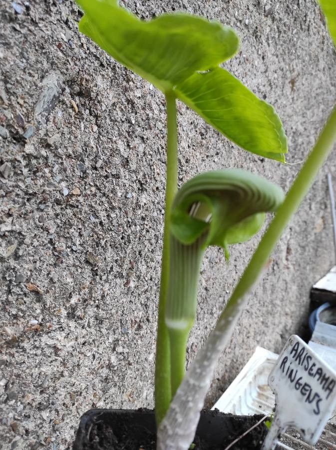 Arisaema ringens habit