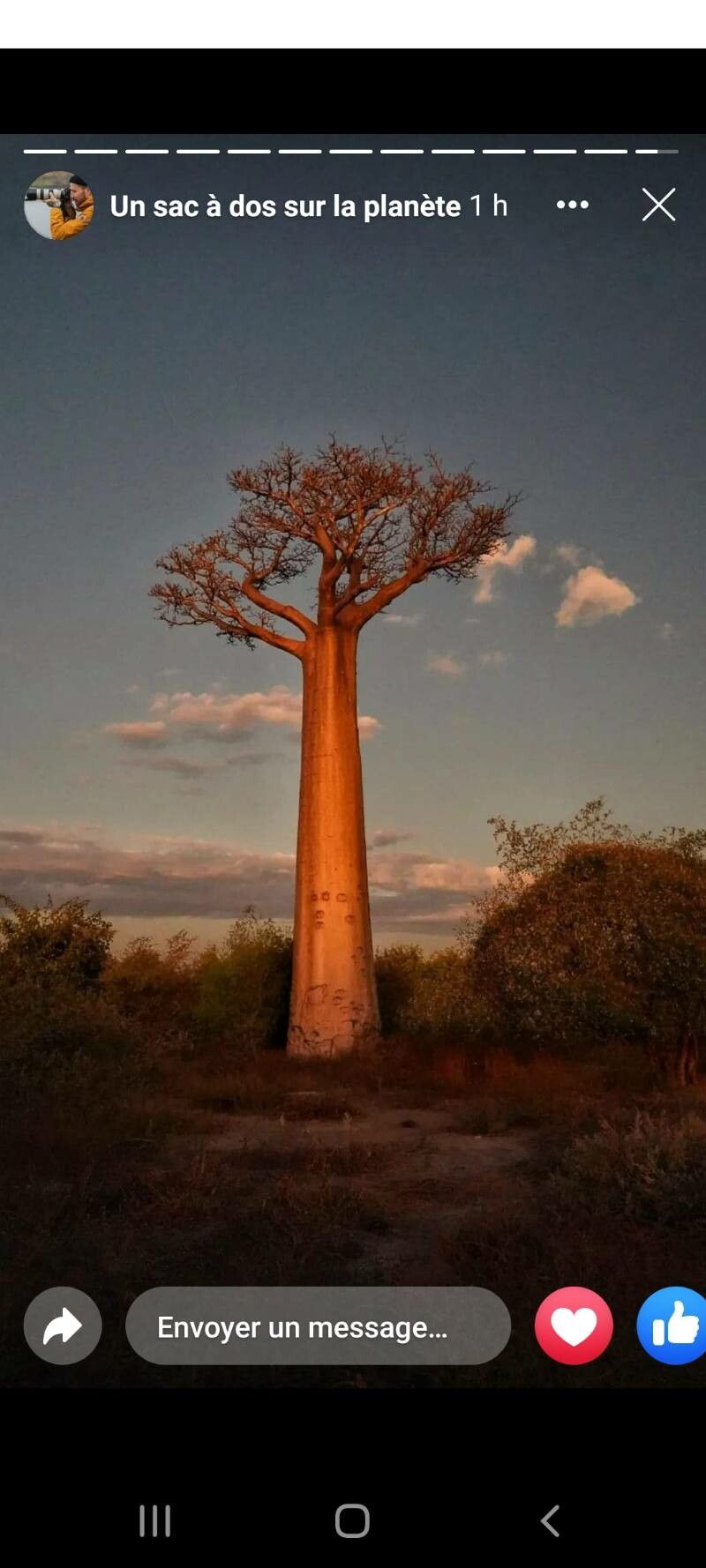 Adansonia grandidieri — related species from the same genus