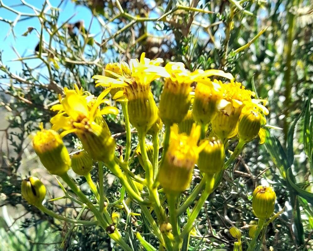 Senecio rudbeckiifolius flower