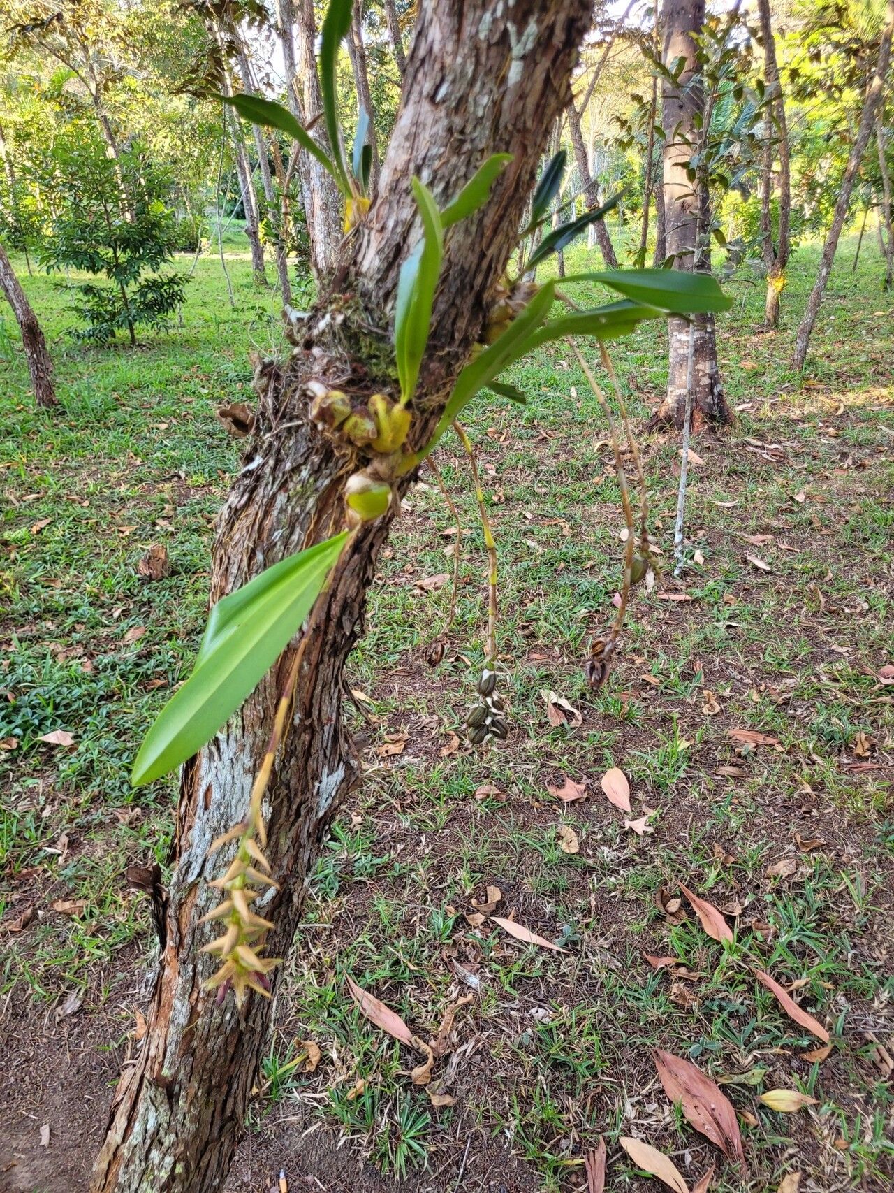 Bulbophyllum brevipetalum — houseplant care guide