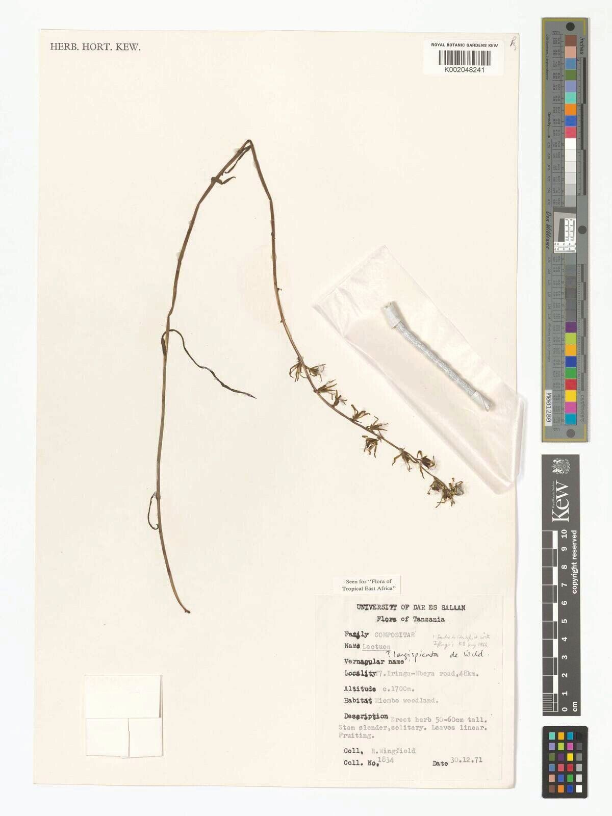 Lactuca longespicata — houseplant care guide