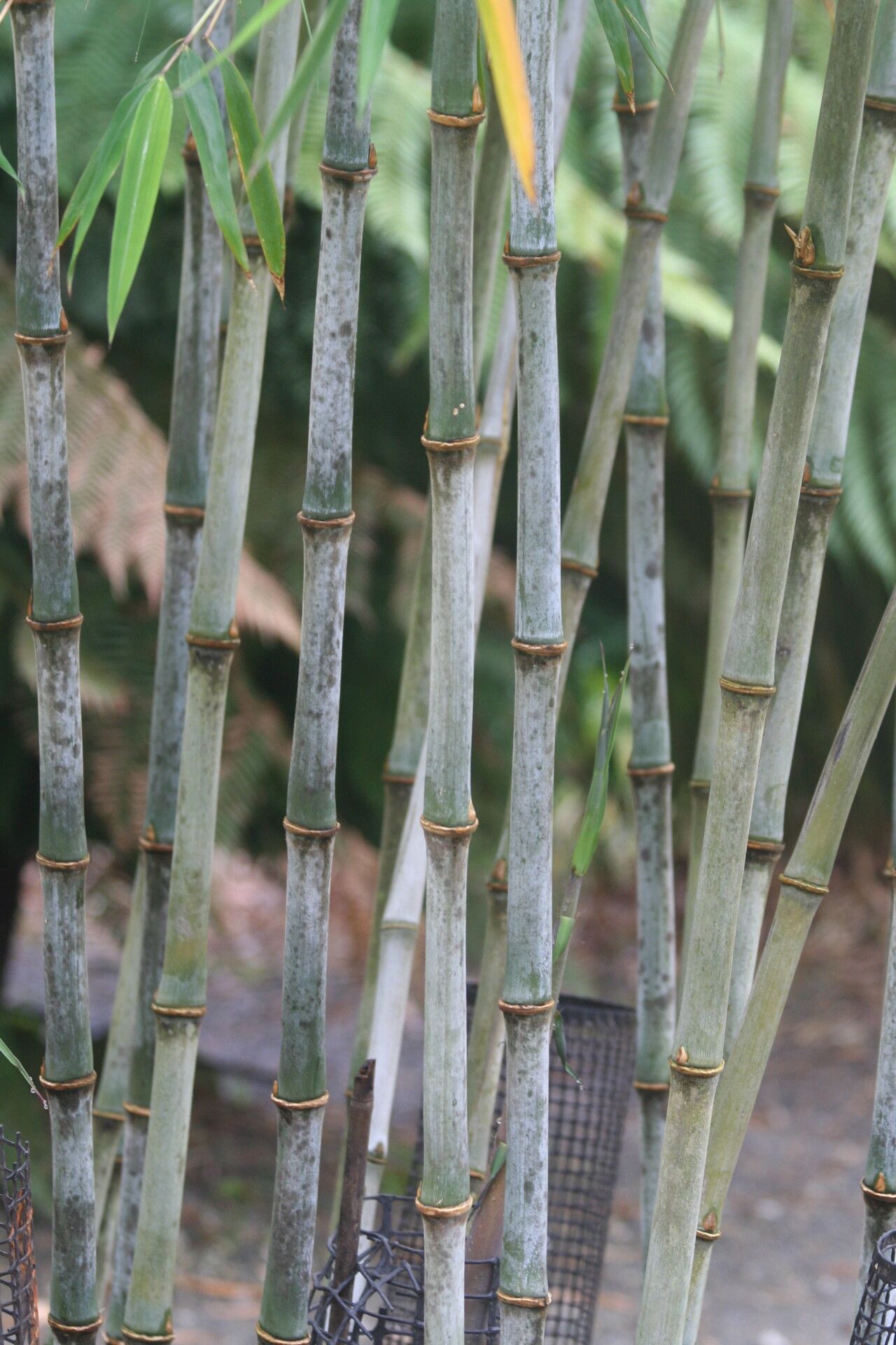 Fargesia papyrifera bark