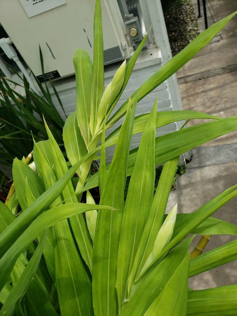 Thunia bensoniae — related species from the same genus