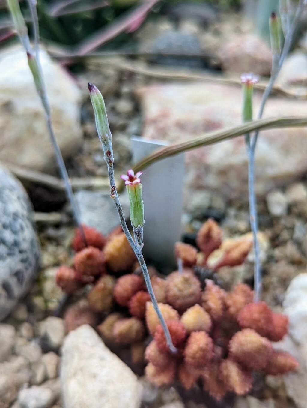 Adromischus marianae flower