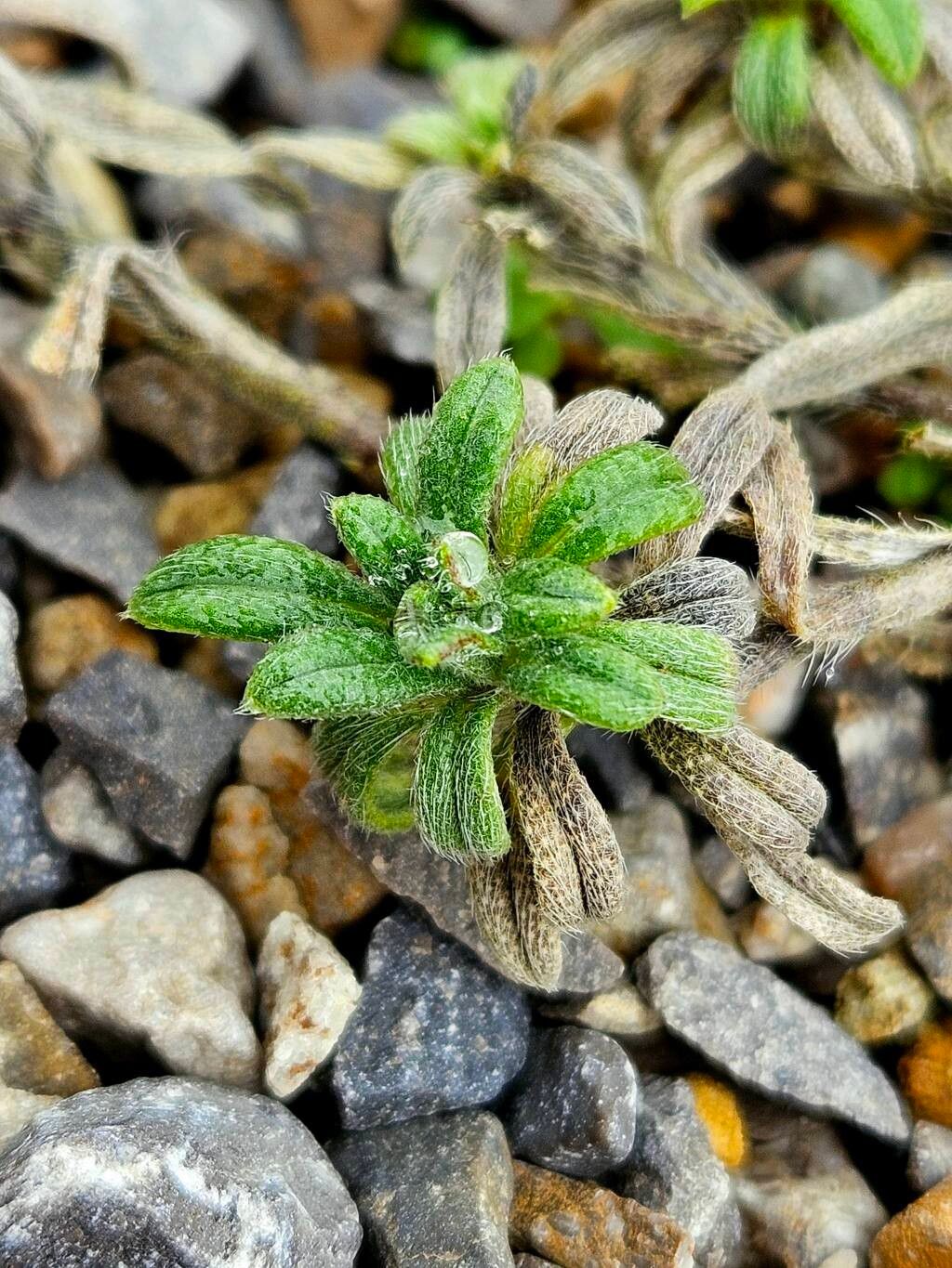 Onosma nana leaf