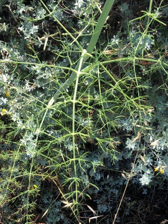 Seseli tortuosum — search result for 'Seseli'