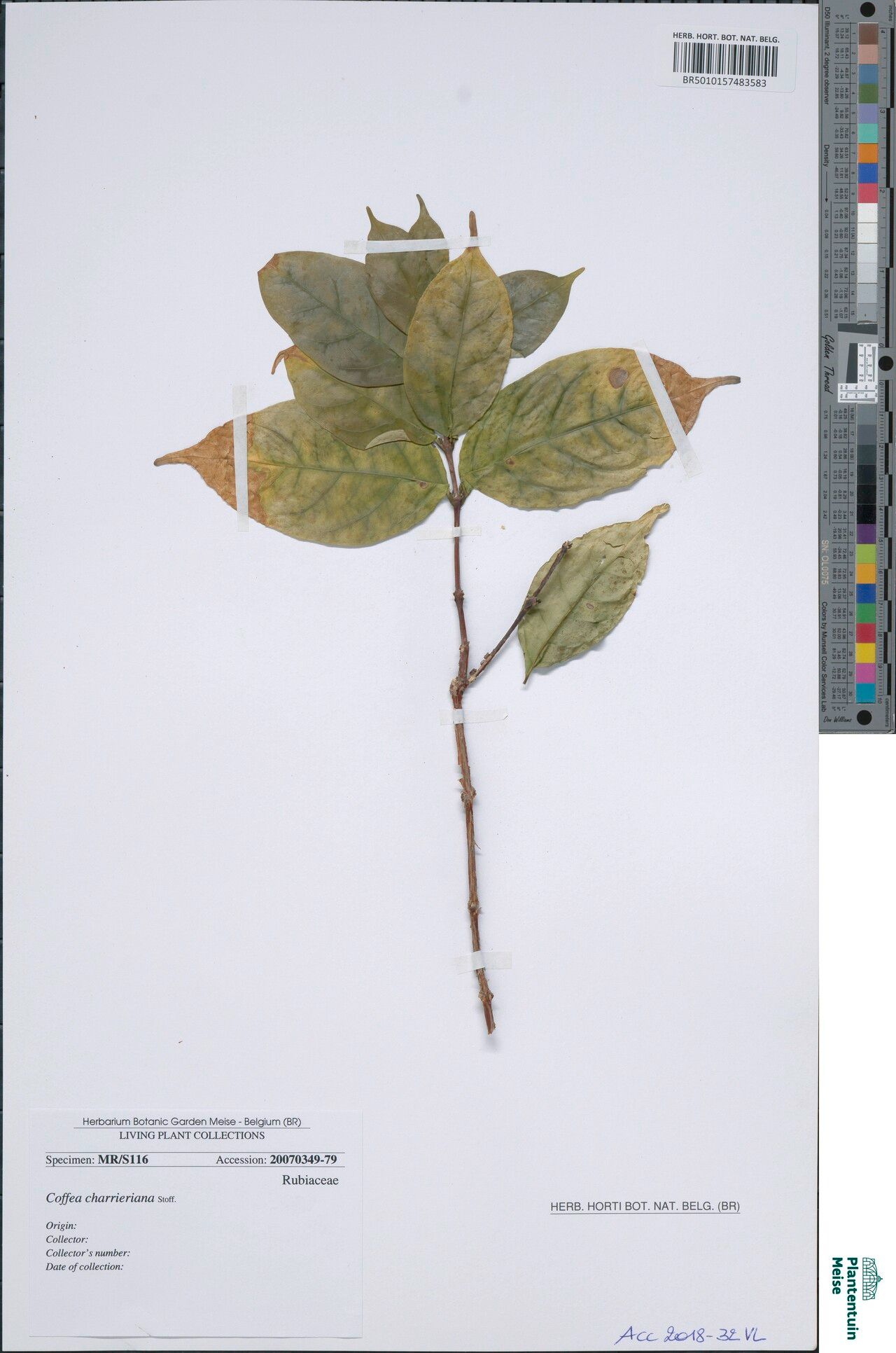 Coffea charrieriana — search result for 'Coffea'