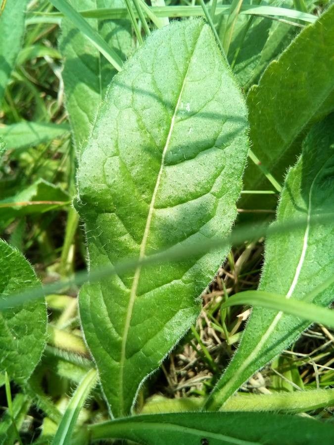 Knautia kitaibelii — search result for 'Knautia'