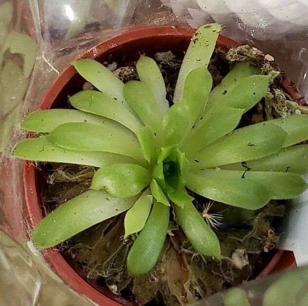 Sempervivum grandiflorum leaf