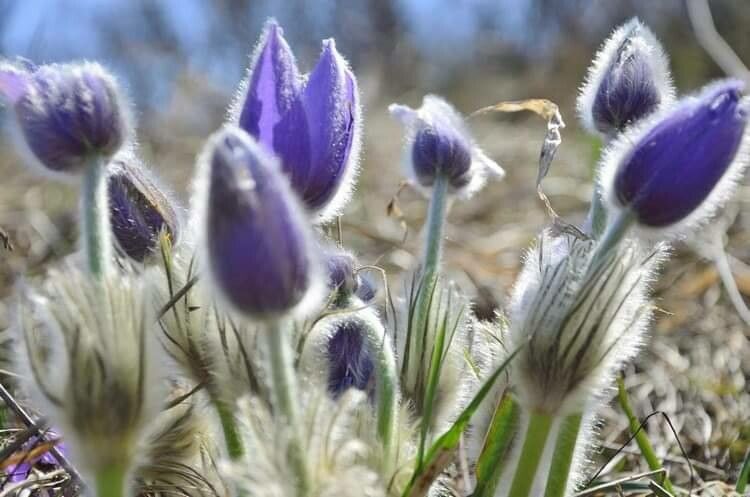 Pulsatilla grandis habit