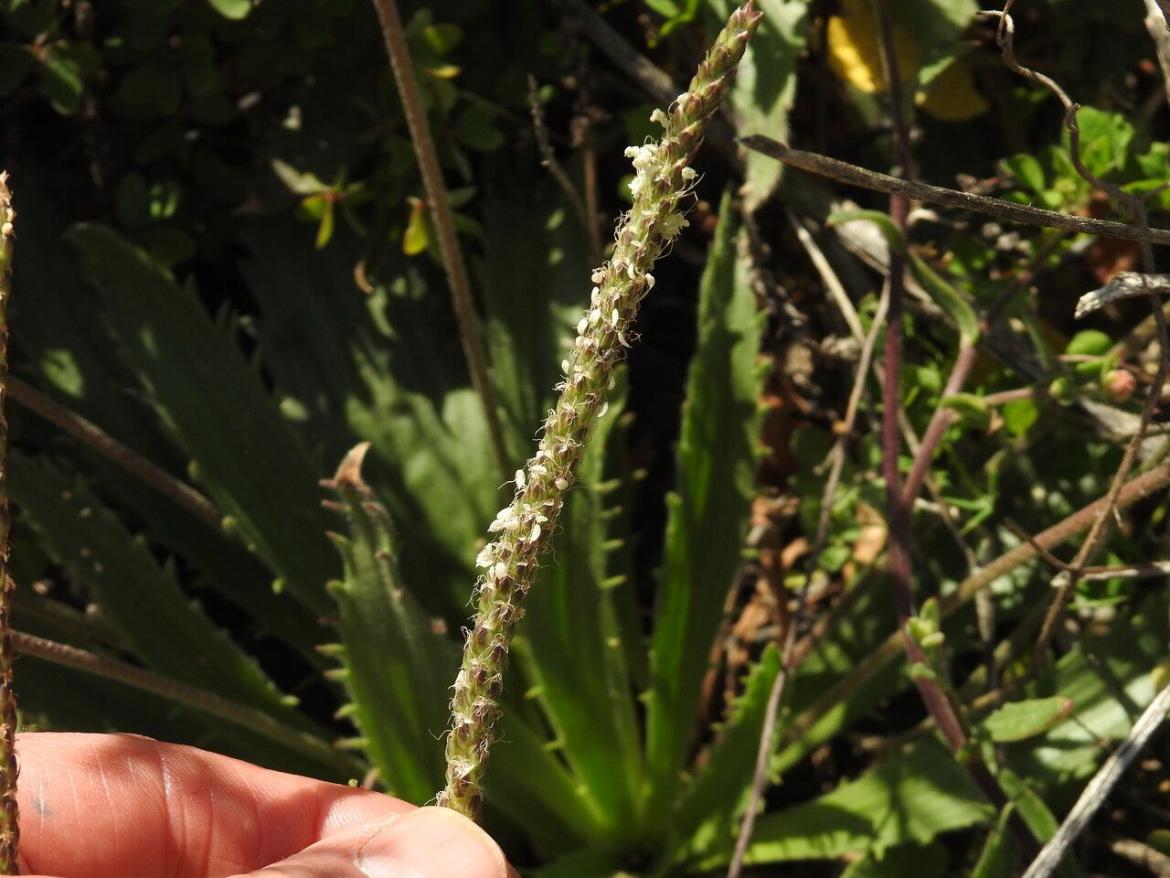 Plantago serraria fruit