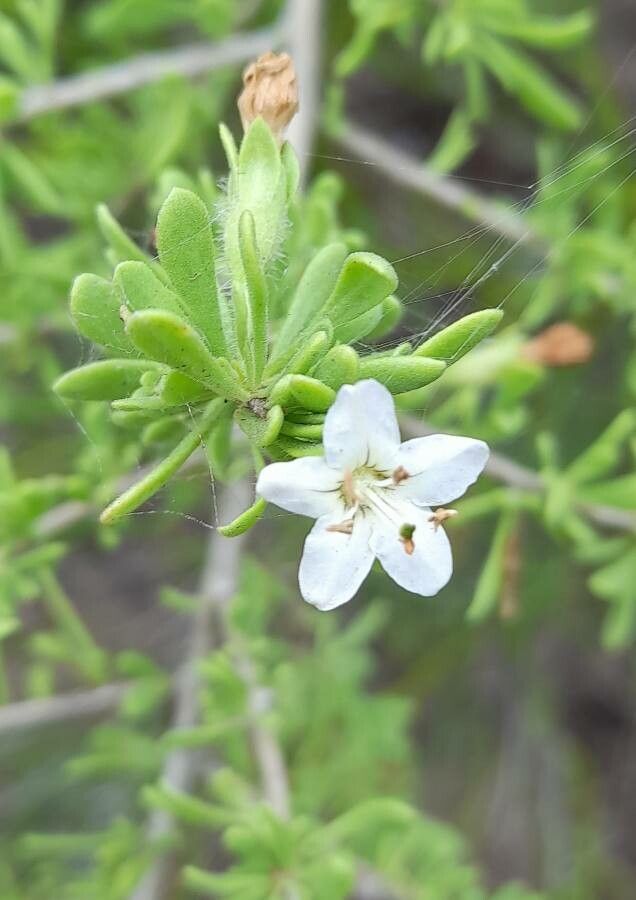 Lycium tenuispinosum flower