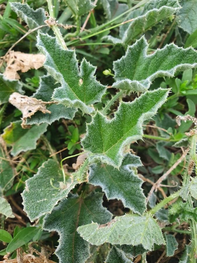 Cucumis aculeatus leaf