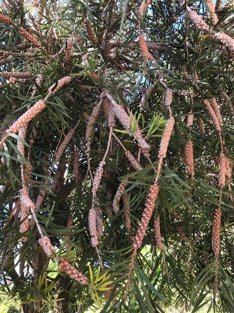 Callistemon rigidus fruit
