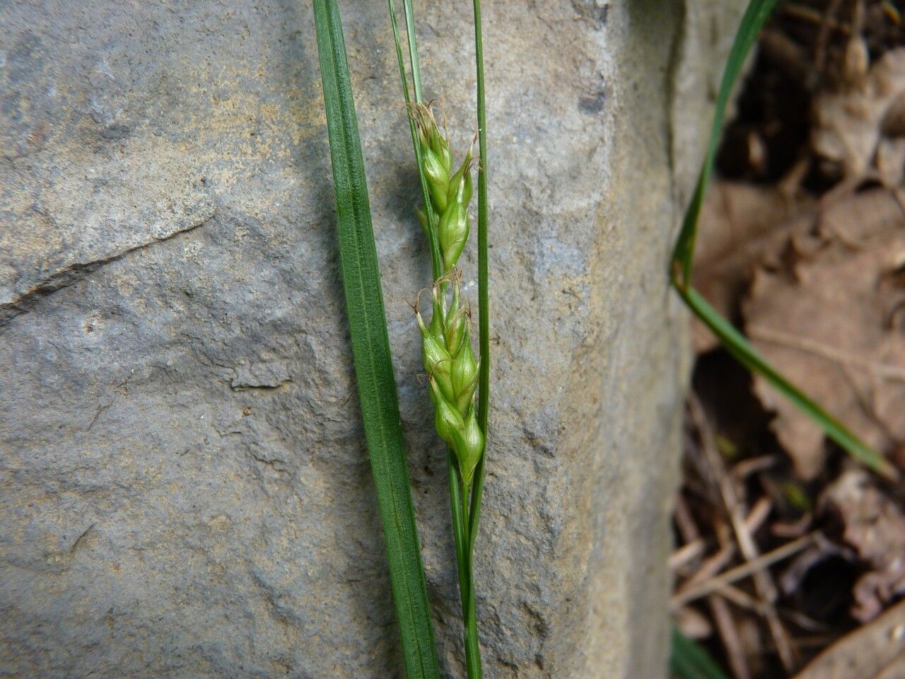 Carex depauperata fruit