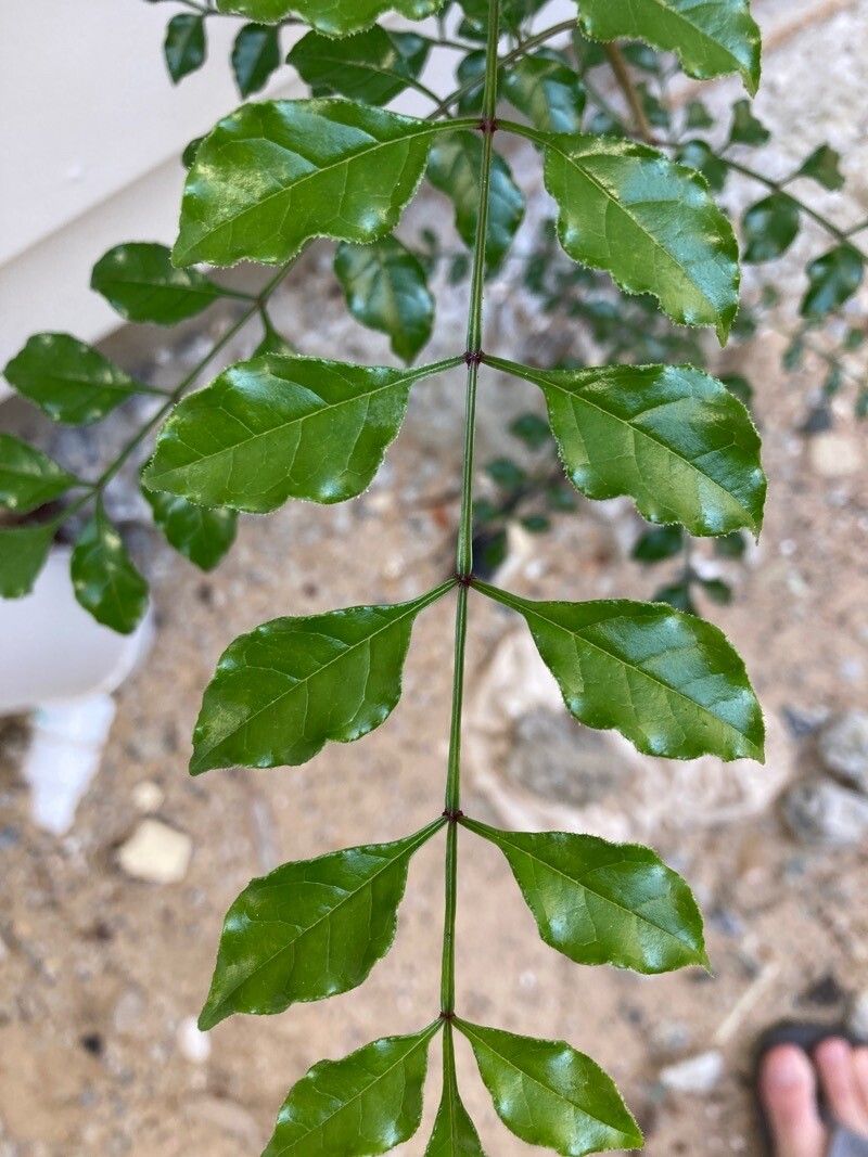 Fraxinus griffithii leaf