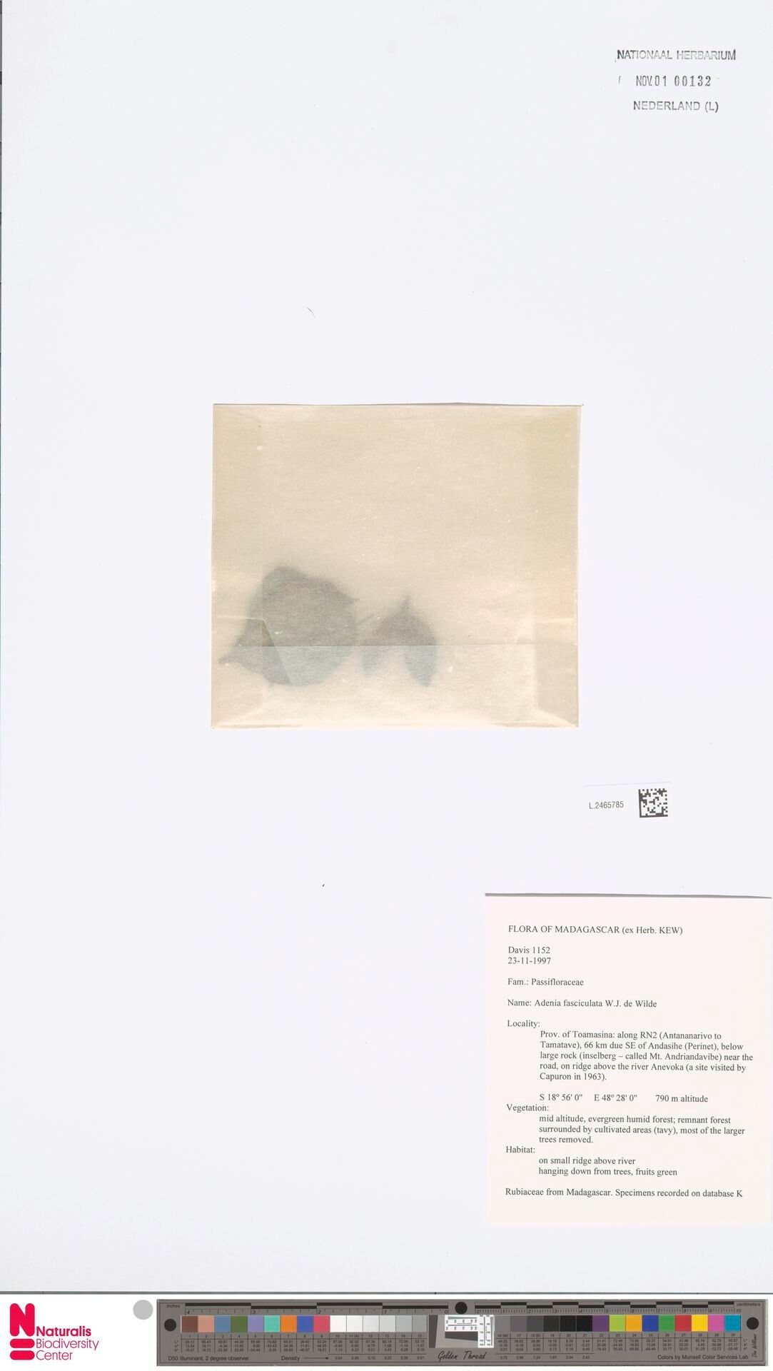 Adenia fasciculata — houseplant care guide